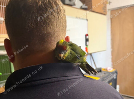 Hand reared kakariki