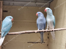 Mutation Ringnecks