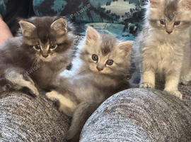 OUTSTANDING  TICA-REGISTERED MAINE COON KITTENS