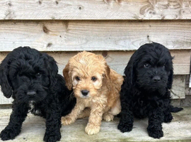 Cockapoo pups