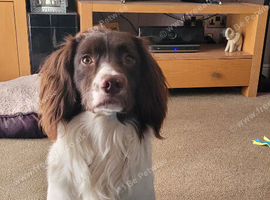 English Springer Spaniel