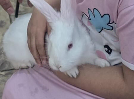 Adorable White Female Rabbits for Sale &ndash; Complete Setup Included