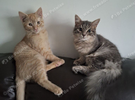 2x kittens