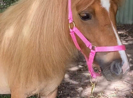 Stunning Red Dun Shetland Mare For Sale