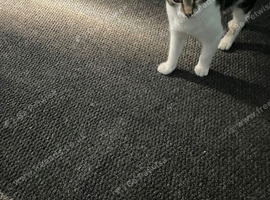 Kitten