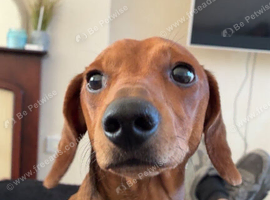 Red dapple dashund for sale