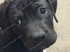 puppy American bulldog mixed with mastiff