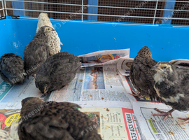 Quails looking for home
