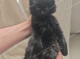 Maincoon mix