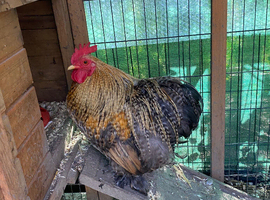 Pekin Bantam cockerels in need of new homes