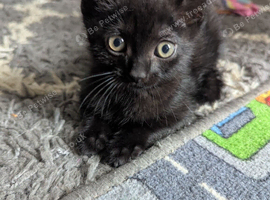 Adorable Kitten Looking for Forever Home