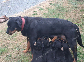 Gorgeous pedigree babies
