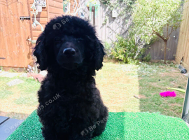 Poodle puppies , rare apricot and jet black