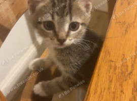selling two kittens