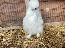 Silkie chickens