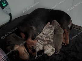 Beautiful miniature dachsund pups