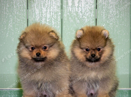 Beautiful Pomeranian Boys