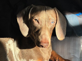 Stunning boy for stud