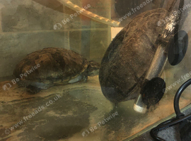 2 musk turtles male and female with tank and accessories filter heat light etc