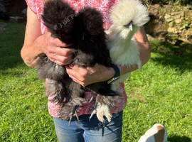 Trio of  beautiful bearded Silkies