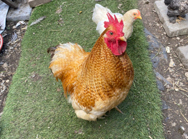 Pekin Bantam cockerels in need of new homes