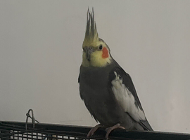 One cockatiel as he isn&rsquo;t getting along with my others