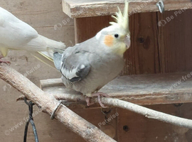 2 x 5 month old boys