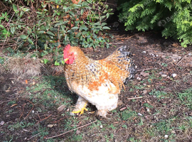Silkie cross bantam cockerel/ rooster