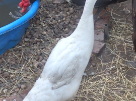 Mixed ducks