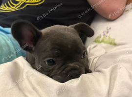French bulldog male