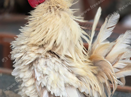 Serama frizzle Cockerell
