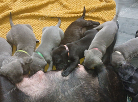 Cane Corso puppies