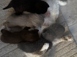 Ragdoll x British short haired kittens