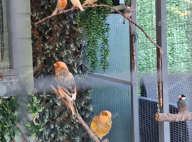 Canaries