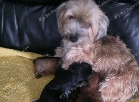 Puppy morkies