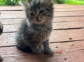 Beautiful tabby kittens