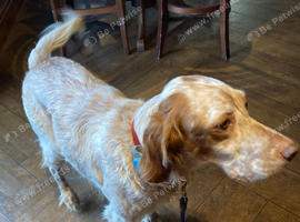 Rare English Setter for sale