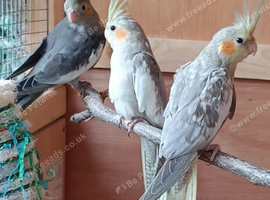 Beautiful baby Cockatiels for sale in WS3