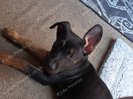 Seventeen weeks old female belgium malanoise