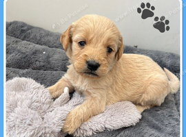 STUNNING F1 MINIATURE GOLDENDOODLES
