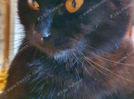 Pure Black Male cat