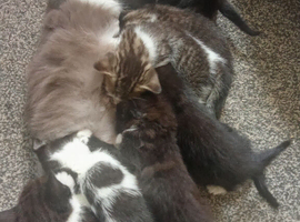 Beautiful bundles of fluff