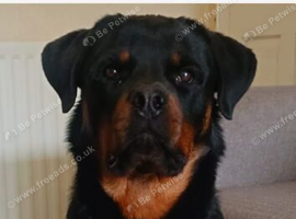 Rottweiler male top male