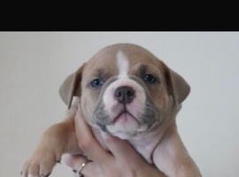 Pocket bully puppies