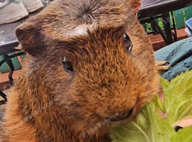 Two bonded boars