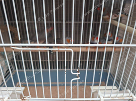 8 zebra finches
