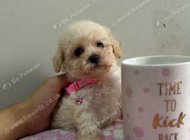 Toy poodle ready now