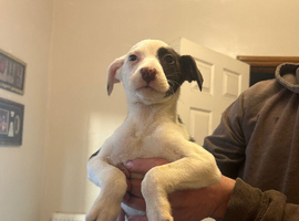 4 German shepherd x Dalmatian pups