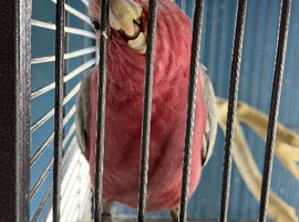 Baby cockatoo Glasgow