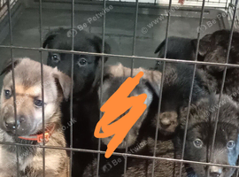 German Shepherd cross Belgian mali pups